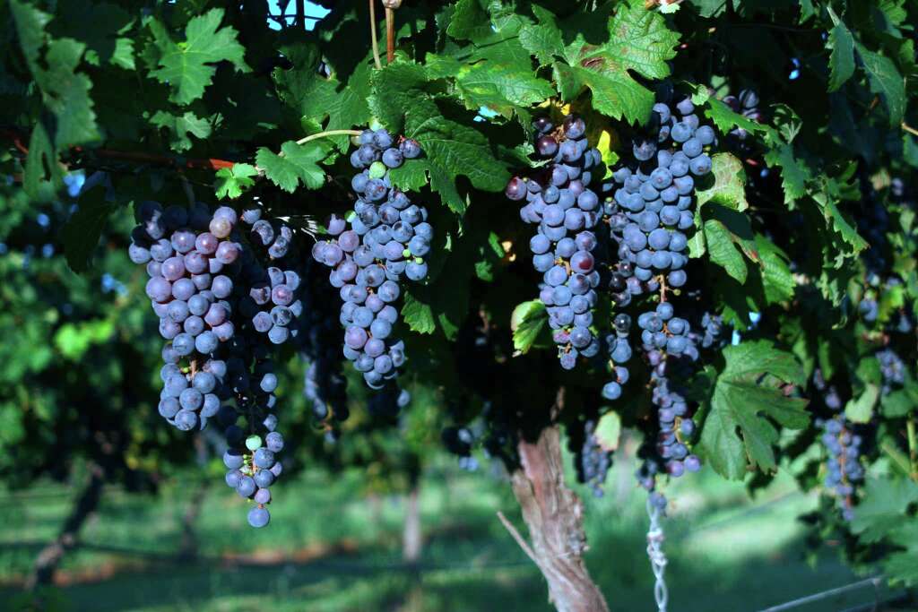 Merlot About 2 Weeks Before Harvest Merlot About 2 Weeks Before Harvest