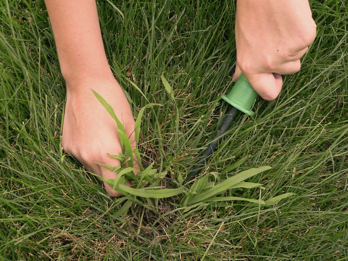 Best Postemergent Herbicide For Crabgrass informacionpublica.svet.gob.gt