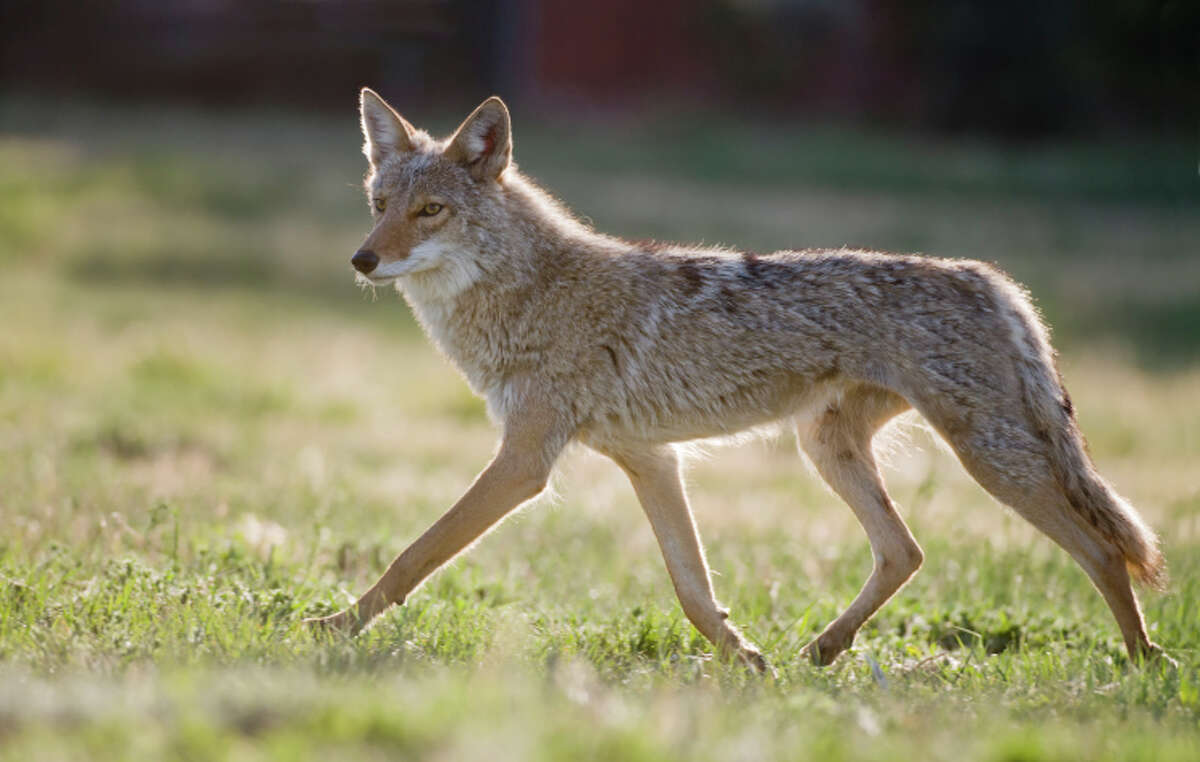 Two more coyotes caught in Winter Park