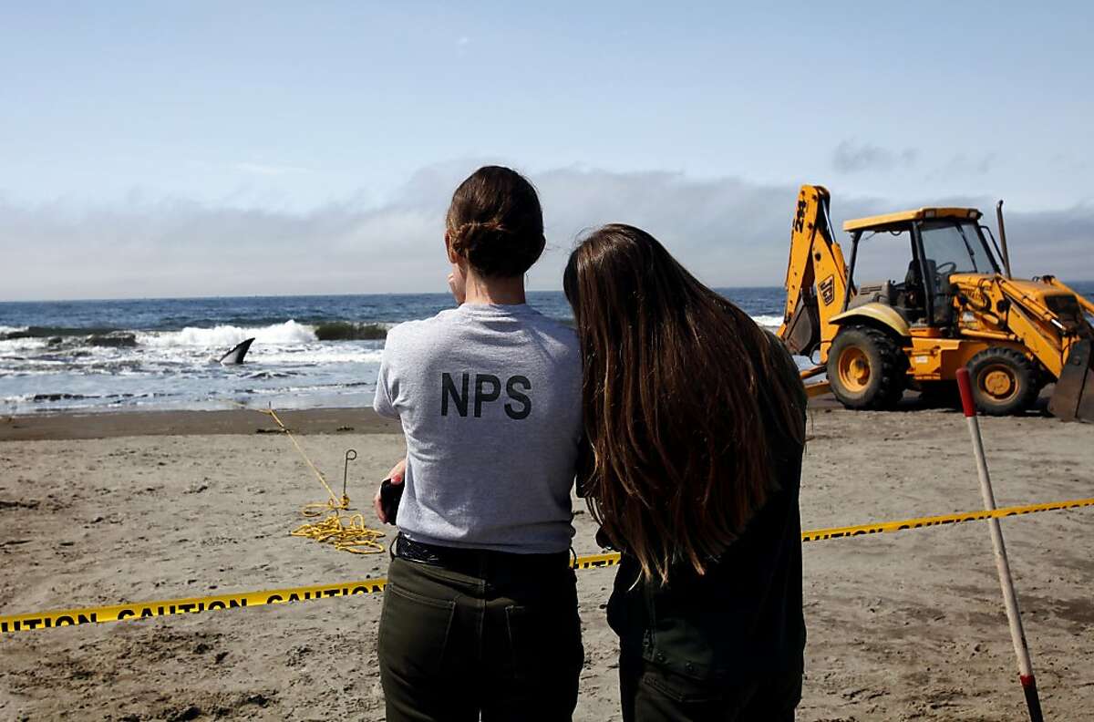 Whale stranded on Stinson Beach dies