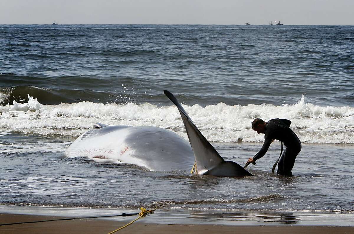 National Park Service lifeguard Patrick Burns works to harness a 42-foot fin whale calf that beached itself in Stinson Beach, Calif., Monday, August 19, 2013. High tide did not wash the whale back out to sea, so it died there Monday morning. The park service brought the whale as close to shore as it could, and will wait until low tide to perform a necropsy.