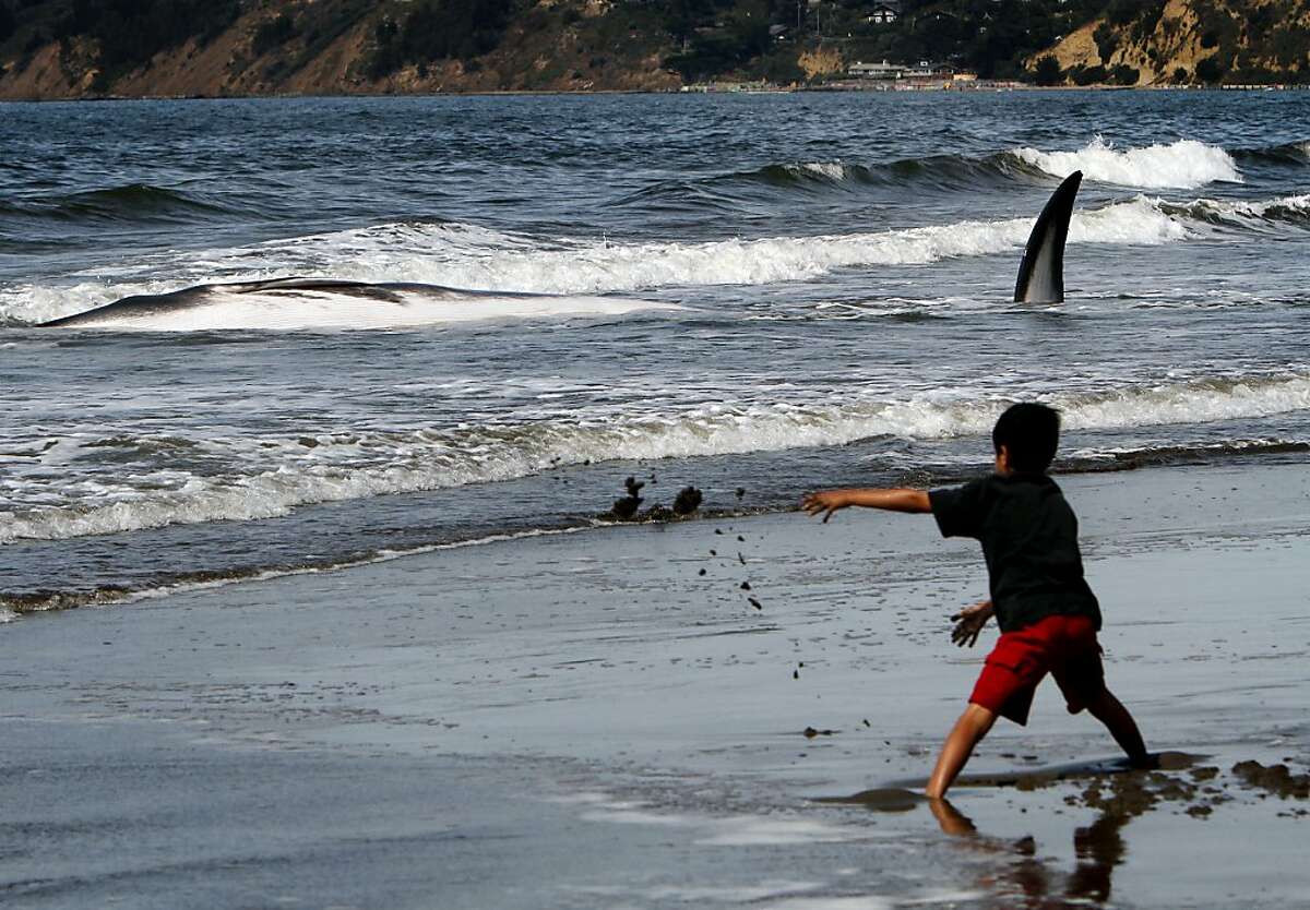 A 42-foot fin whale calf died after it beached itself in Stinson Beach, Calif., Monday, August 19, 2013. High tide did not wash the whale back out to sea, so it died there Monday morning. The park service brought the whale as close to shore as it could, and will wait until low tide to perform a necropsy.