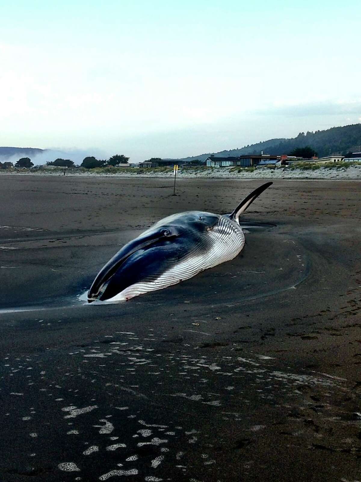 A 42-foot fin whale calf died after it beached itself in Stinson Beach, Calif., Monday, August 19, 2013.