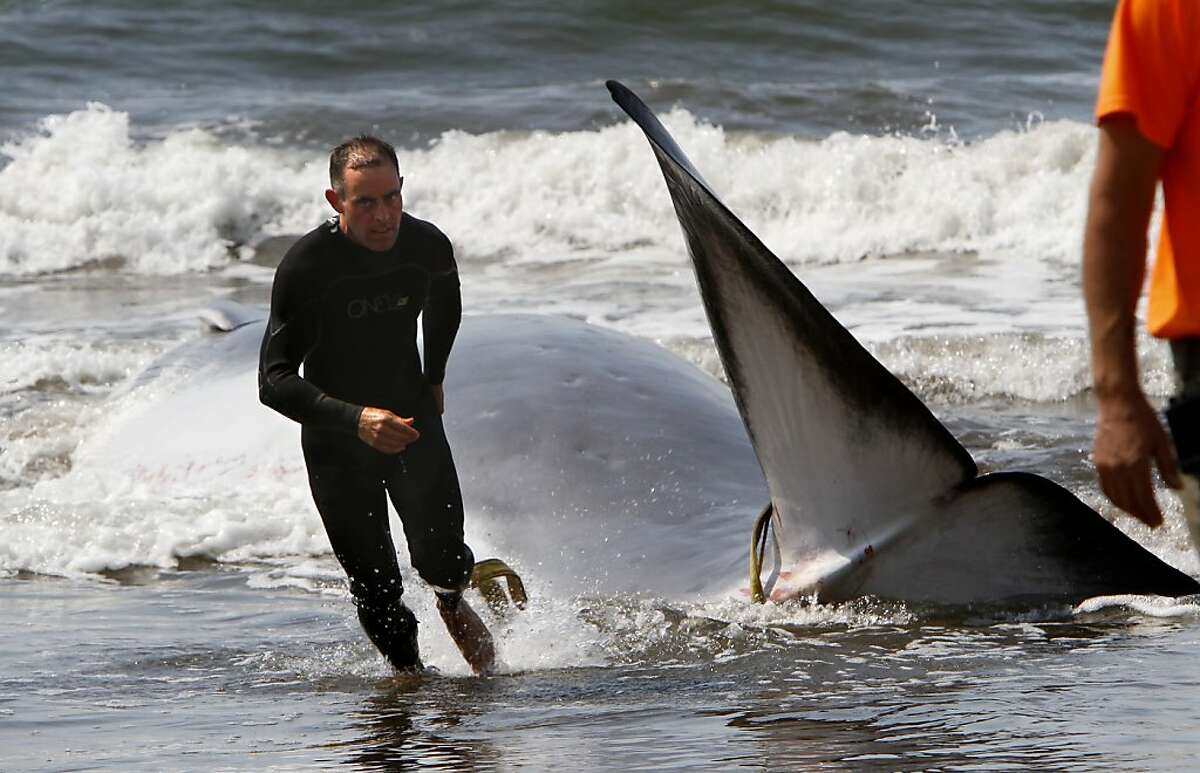 Whale stranded on Stinson Beach dies