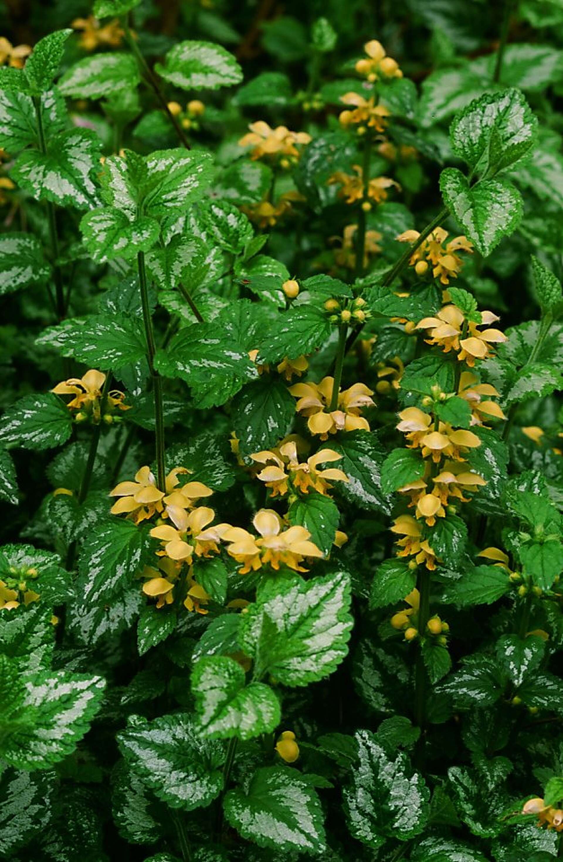 Impatiens Leaves Turning Yellow And Falling Off