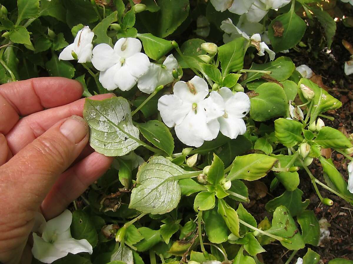 Killer Fungus Wiping Out The Beloved Impatiens