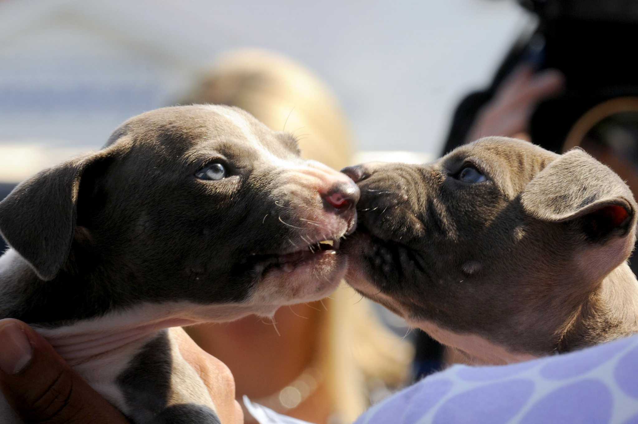 Dog abuser slips out of his short leash
