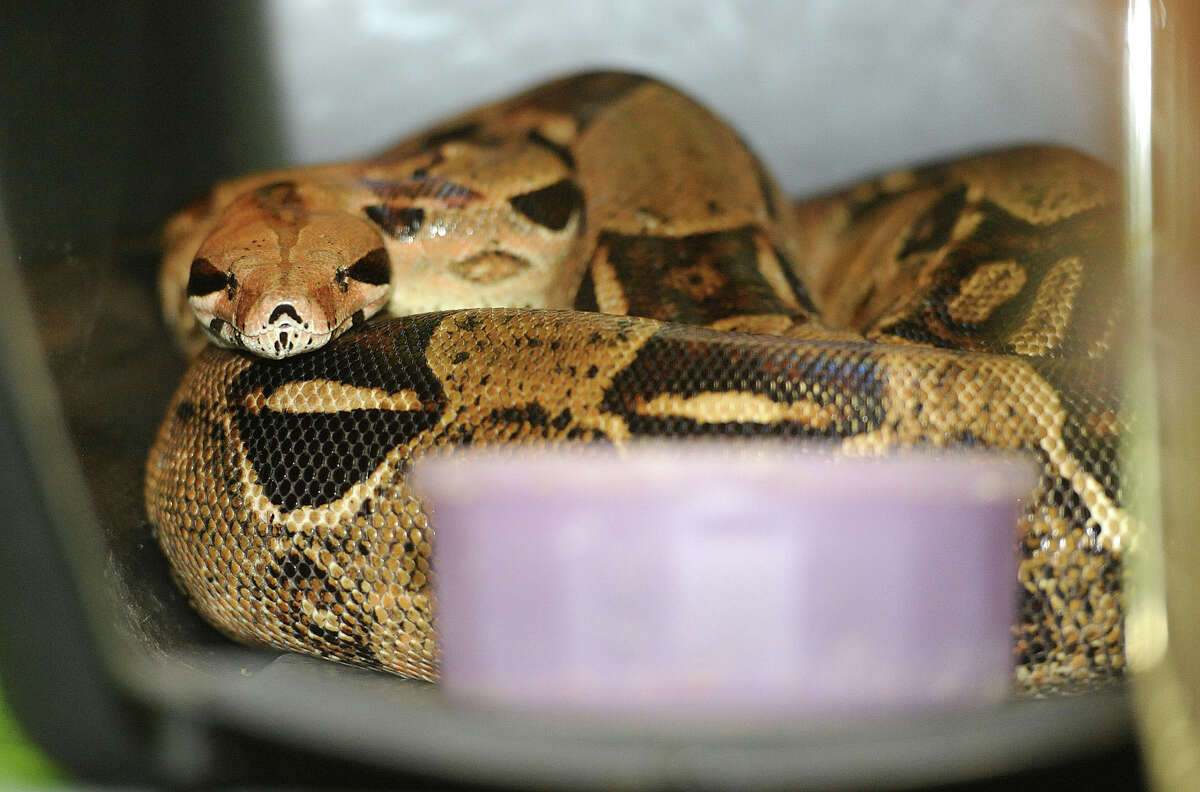 snake veterinarian near me