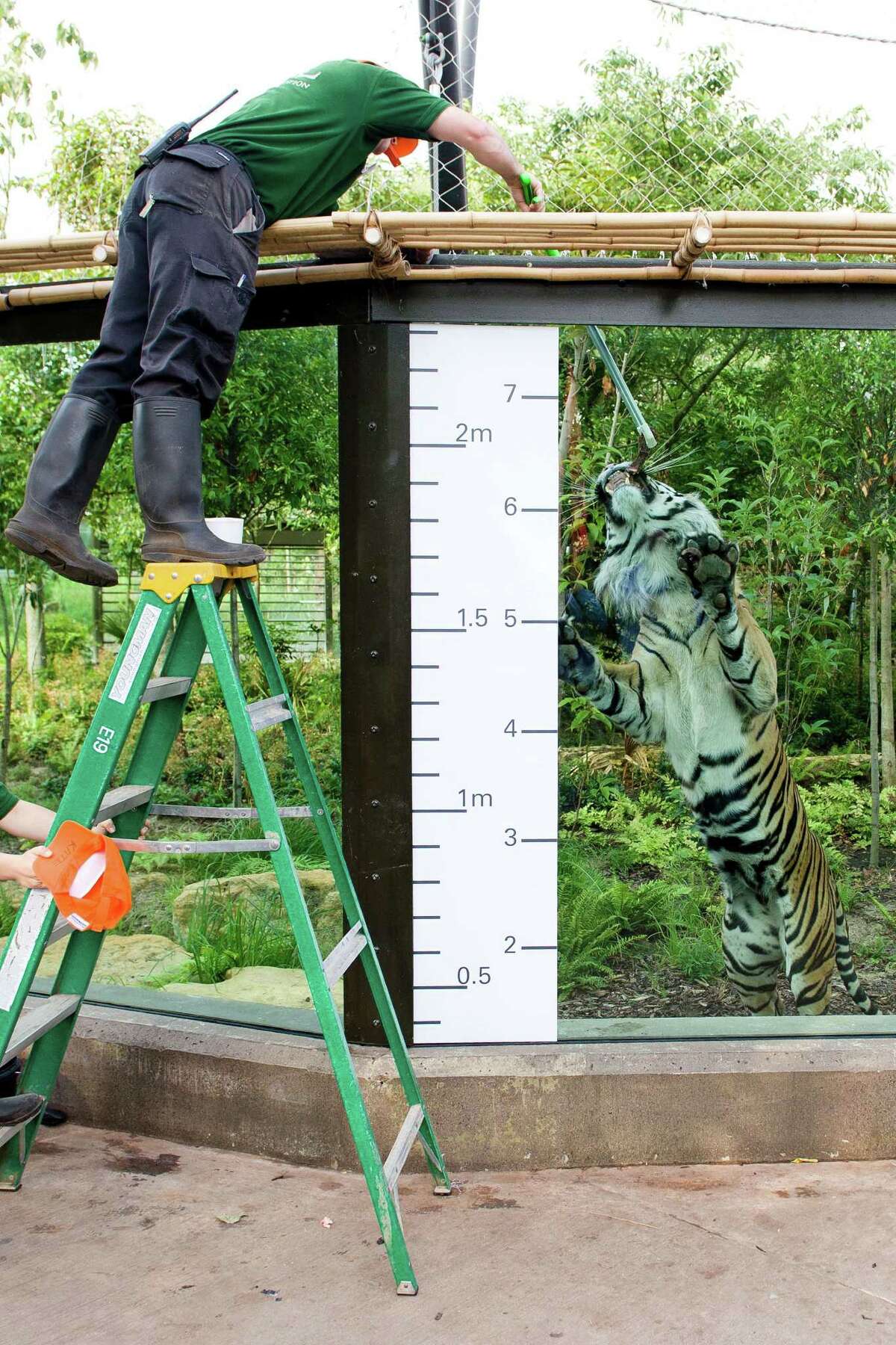 Jae Jae, a Sumatran tiger, is measured during the London Zoo's annual weigh-in in London on August 21, 2013. The task involves weighing and measuring the population of the zoo, before the information is shared with zoos across the world, allowing them to compare data on thousands of endangered species. AFP PHOTO/Leon NealLEON NEAL/AFP/Getty Images