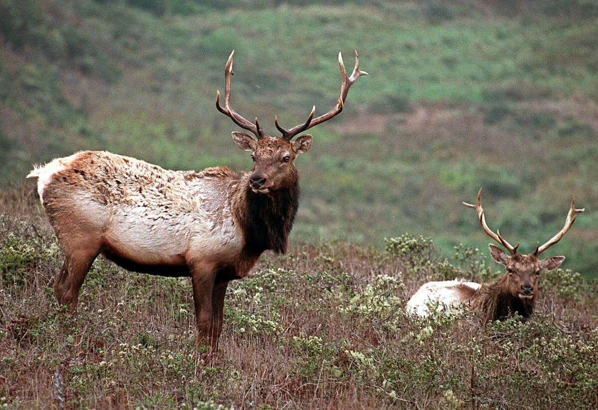 ** FOR IMMEDIATE RELEASE--FILE **A pair of male tule elk are shown on Tomales Point in Point Reyes National Seashore, Calif., in this Oct. 27, 1999, file photo. (AP Photo/Eric Risberg) Ran on: 06-22-2006 A pair of male tule elk at Tomales Point in Point Reyes National Seashore, which is looking for docents to guide the public on the ways of these grand animals. Ran on: 06-22-2006 Ran on: 02-21-2008 Tule elk lounged on Tomales Point in Point Reyes National Seashore. Now's a great time to see the majestic quadrupeds. Ran on: 02-21-2008