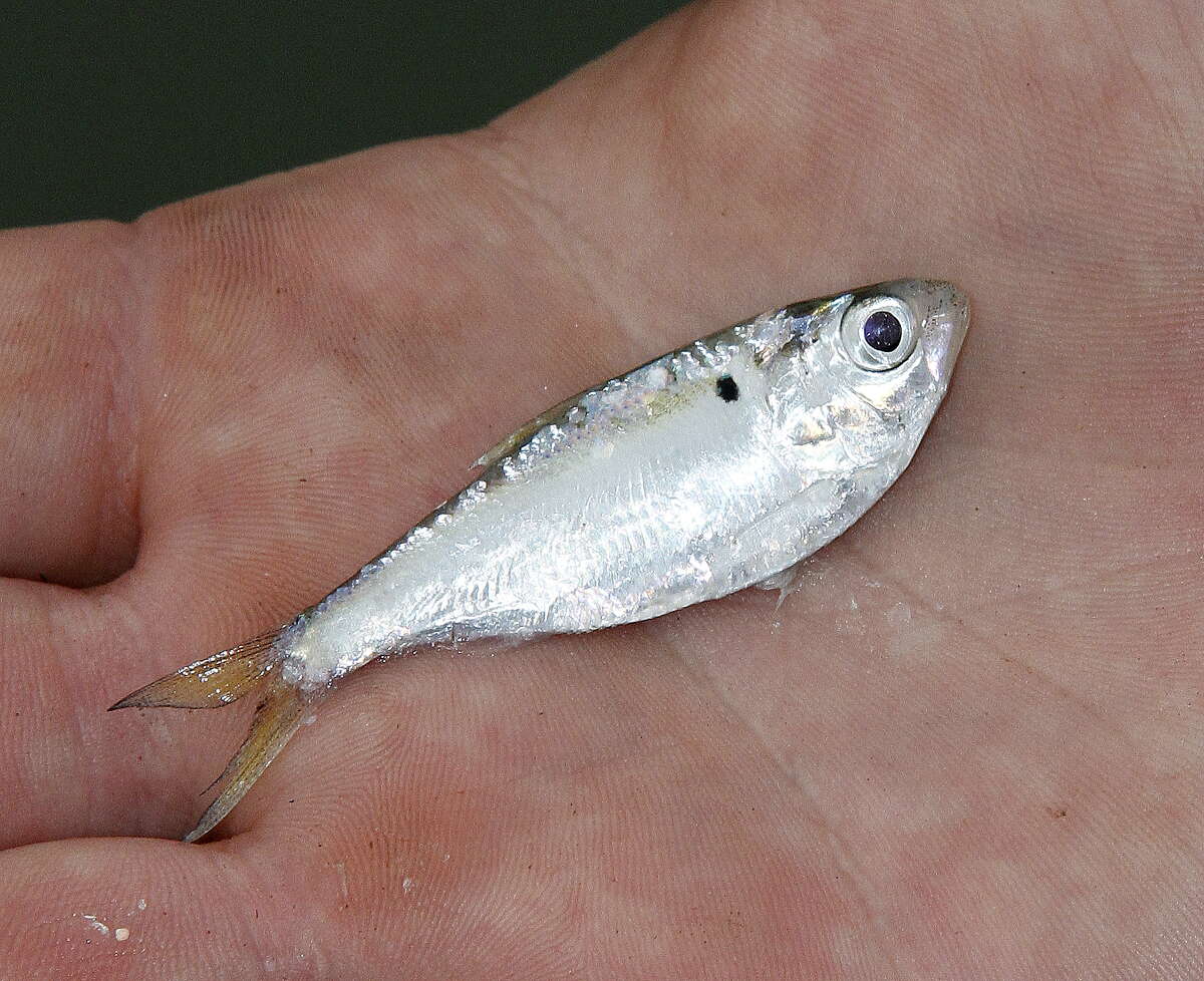 Threadfin help give anglers bigger fish to fry