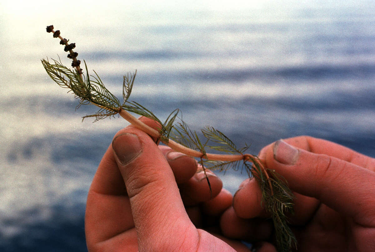 The small clusters of seeds at the very tip of this section of eurasian water milfoil plant show one of the various means by which the plant multiplies. In 2000, divers were pulling the milfoil plant out of Upper Saranac Lake by hand; similar techniques have been employed in Lake George. (Paul Buckowski, Times Union archive)