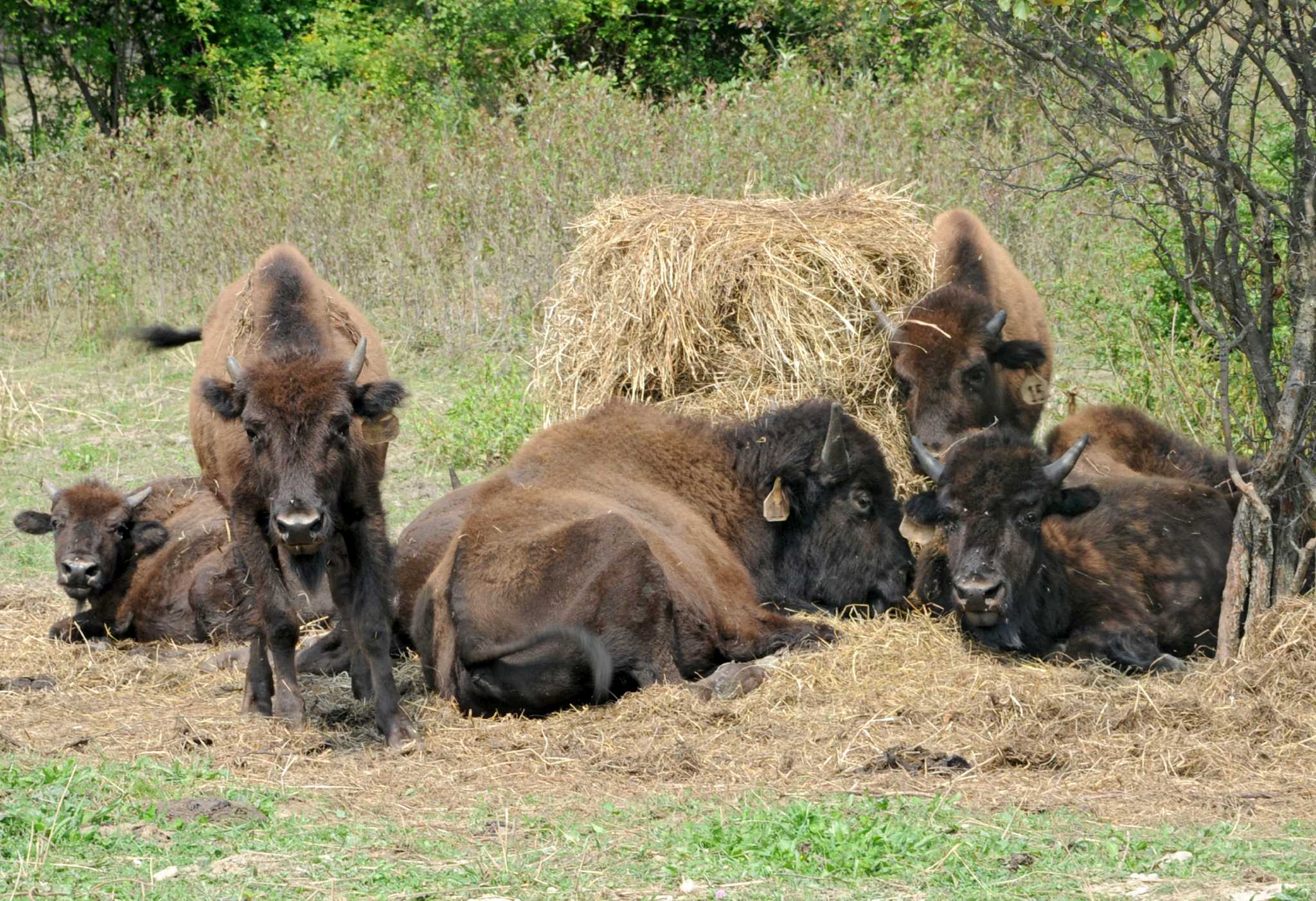 bison-herd-remains-free-for-now-times-union