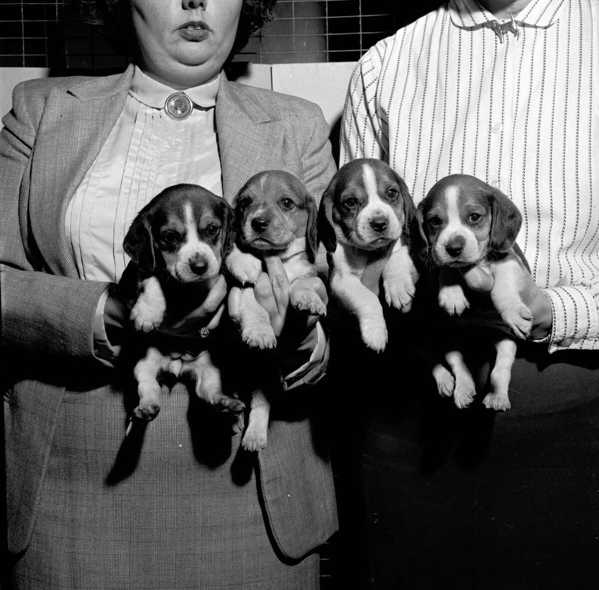 The beagle is a popular breed used as either a house pet or as a hunting dog, 1955.