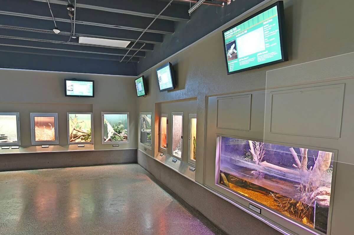 Houston Zoo mongooses take on a ball pit and it's awesome