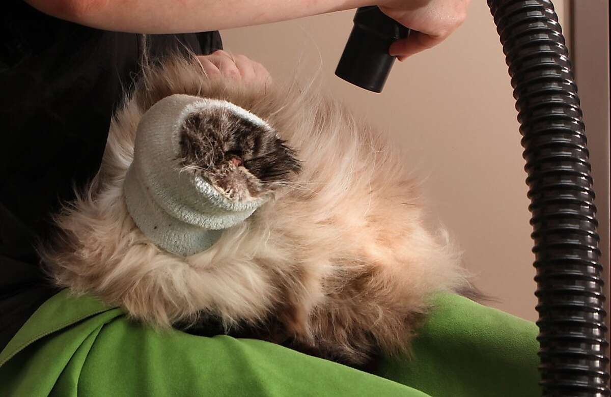 Kitty corner Spa leaves its clientele purring