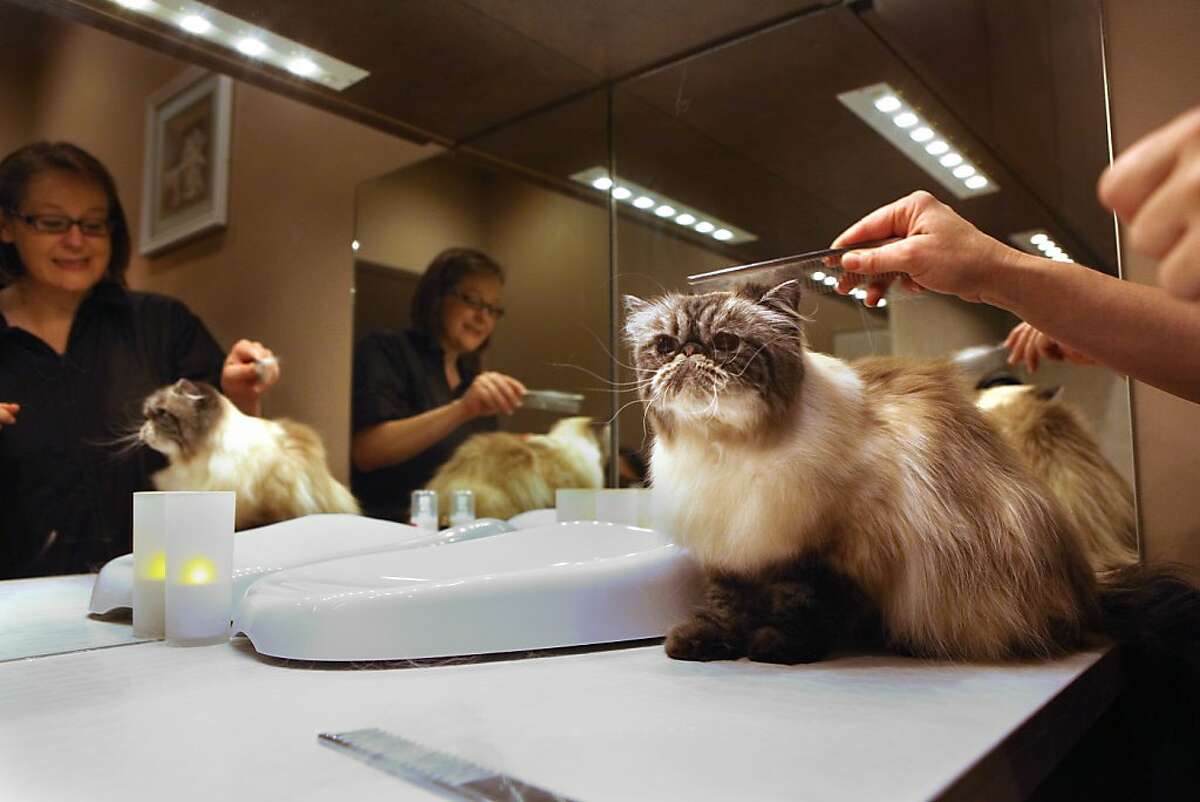 Kitty corner Spa leaves its clientele purring