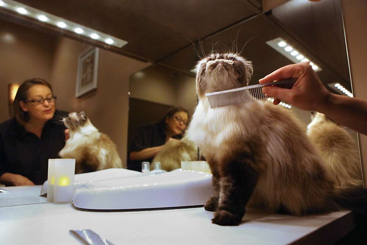 Kitty corner Spa leaves its clientele purring