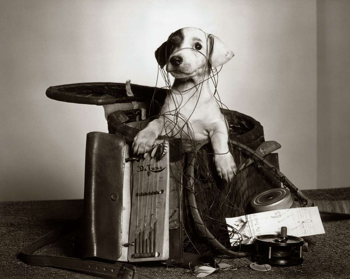 Puppy, 1950.