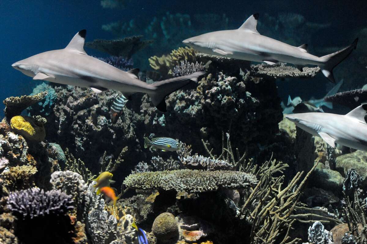 Several of 20 sleek, fast-moving blacktip reef sharks swim after aquarists introduced them to National Aquarium's new Blacktip Reef exhibit on Monday, July 29, 2013 in Baltimore. (Associated Press)