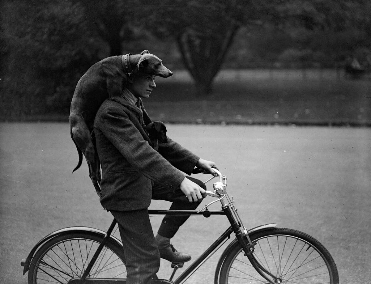 A man cycling through London's Battersea with a greyhound draped over his shoulders and a puppy tucked inside his jacket, 1931.