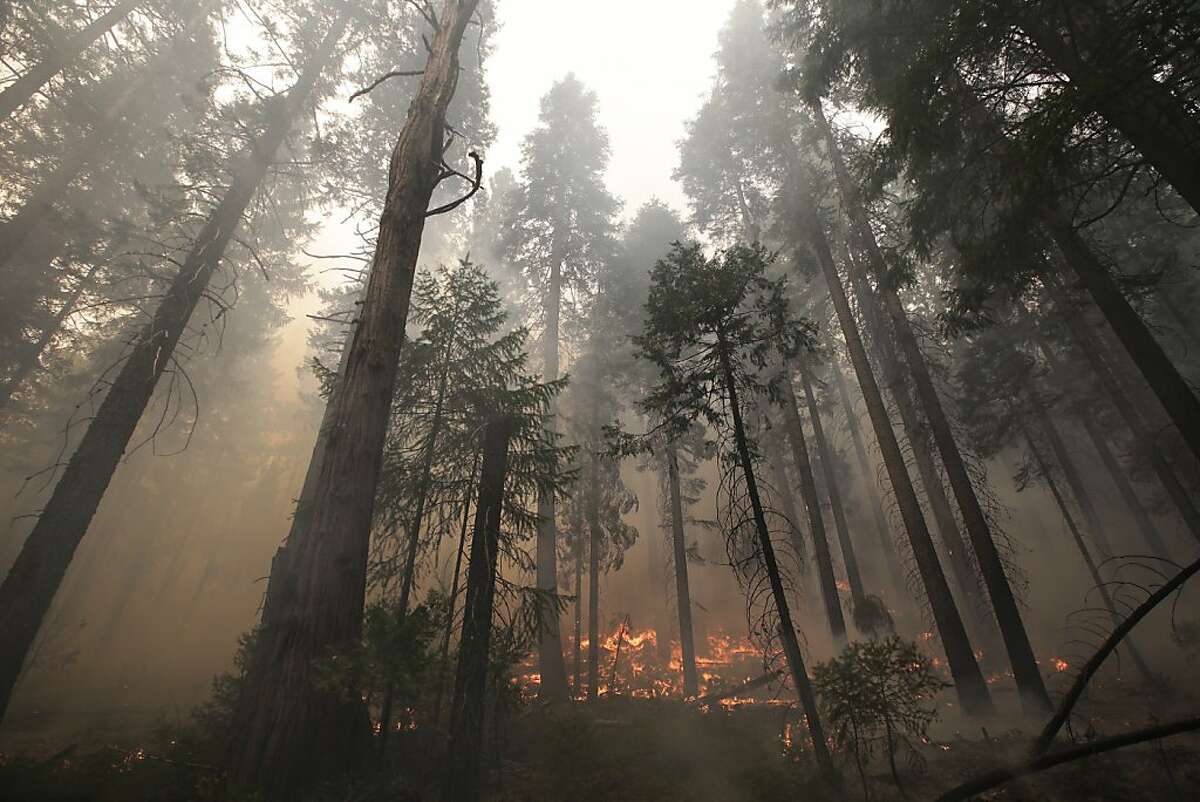 The Rim Fire burns through trees near Yosemite National Park, Calif., on Tuesday, Aug. 27, 2013. Firefighters gained some ground Tuesday against the huge wildfire burning forest lands in the western Sierra Nevada, including parts of Yosemite National Park. (AP Photo/Jae C. Hong)