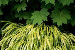 Golden Hakone grass a hardy ornamental