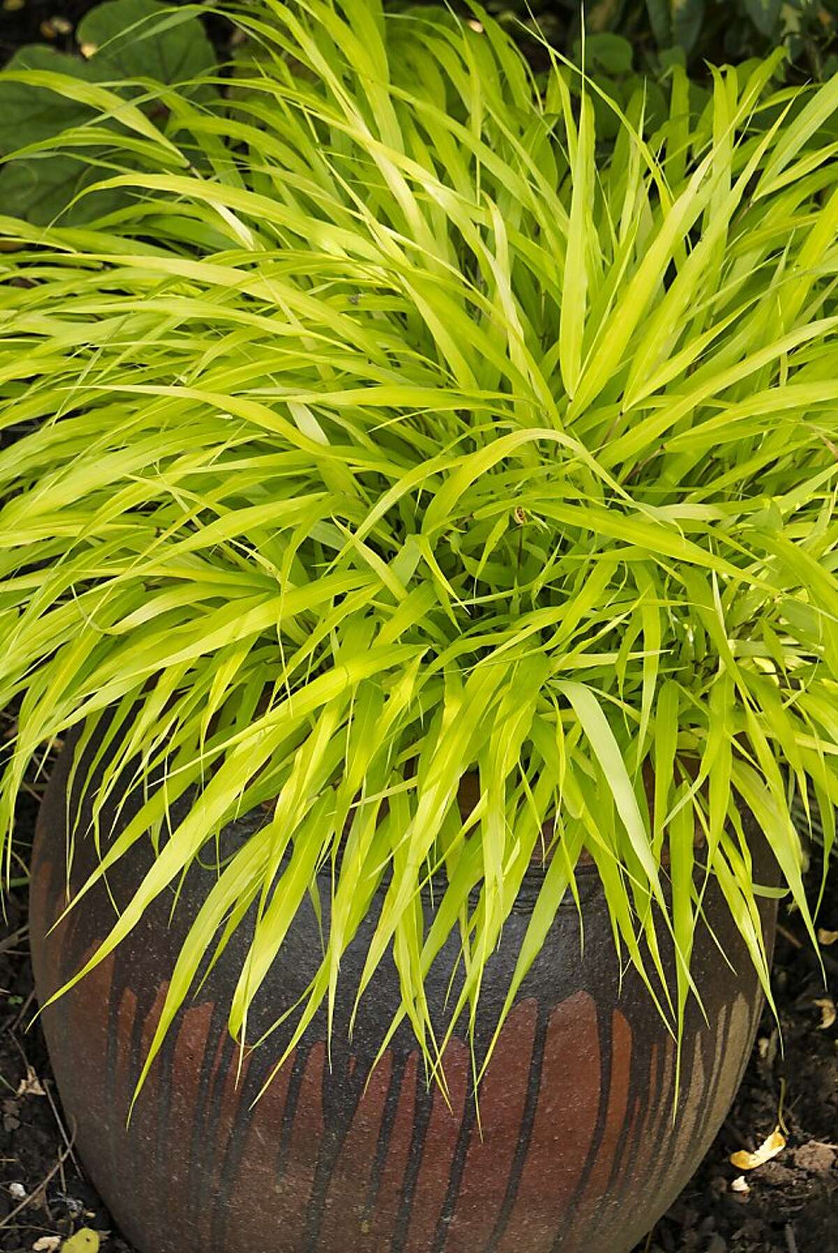 Golden Hakone grass a hardy ornamental