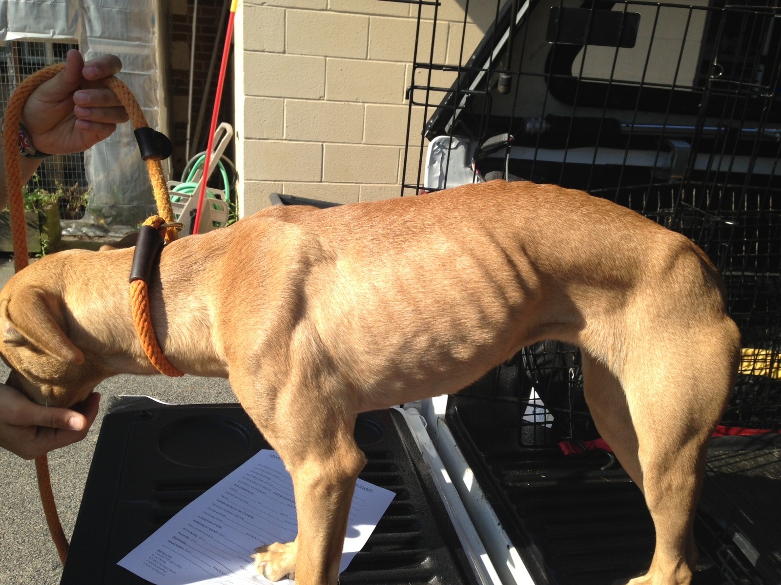 Abused dog rescued in Amsterdam