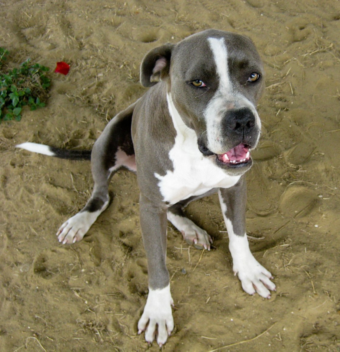 Mont Belvieu couple offers 1,000 for lost mixedbreed 'throwaway' dog