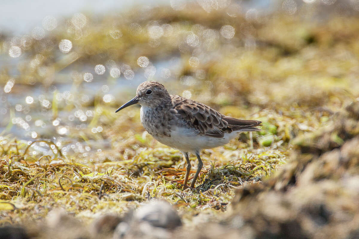 Least sandpipers are ubiquitous early migrants at lakes, sweage ponds, prairie pools, and beaches. Photo Credit: Kathy Adams Clark. Restricted use.