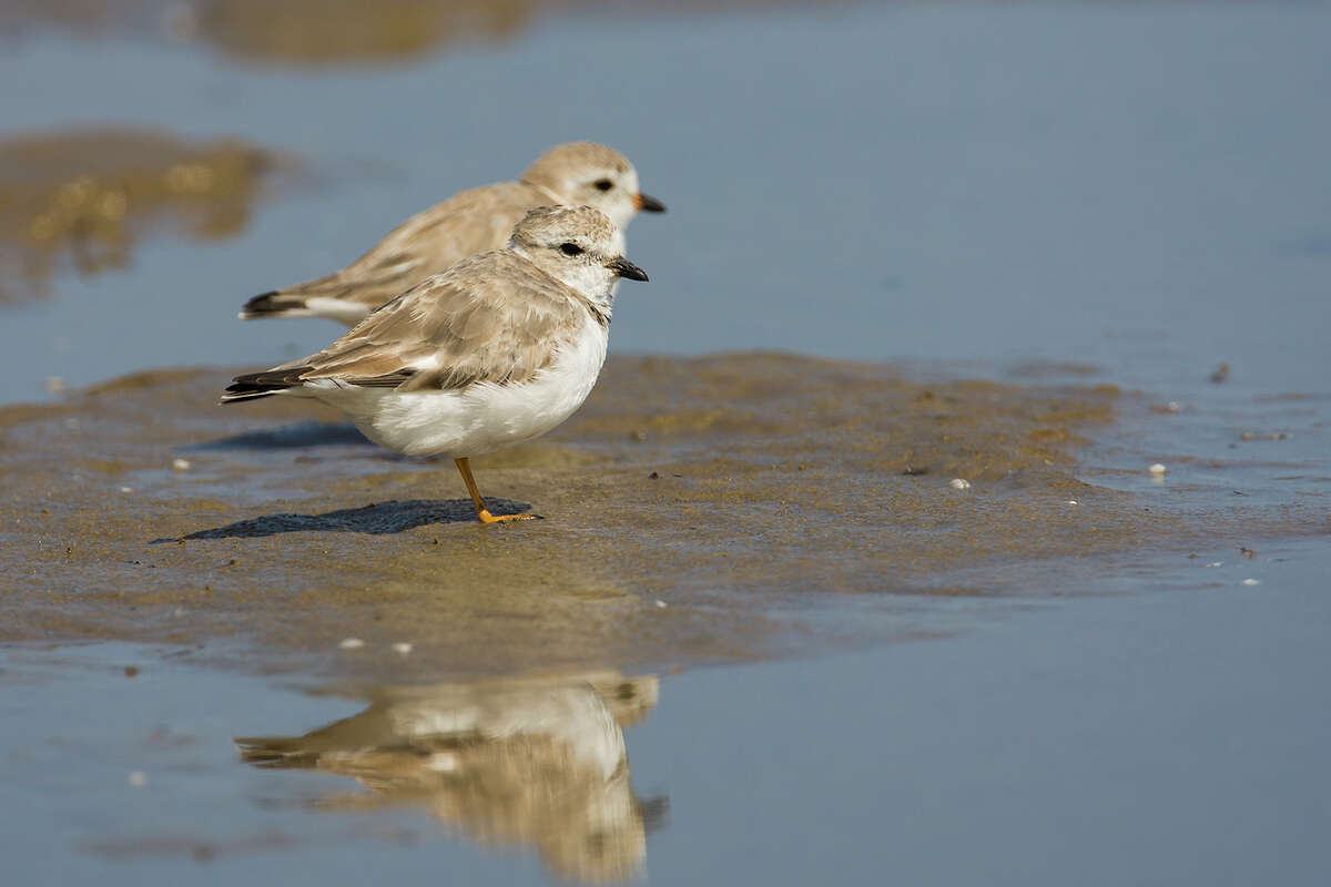 Piping plovers are arriving on the Texas coast to spend the winter along our shorelines. Photo Credit: Kathy Adams Clark. Restricted use.