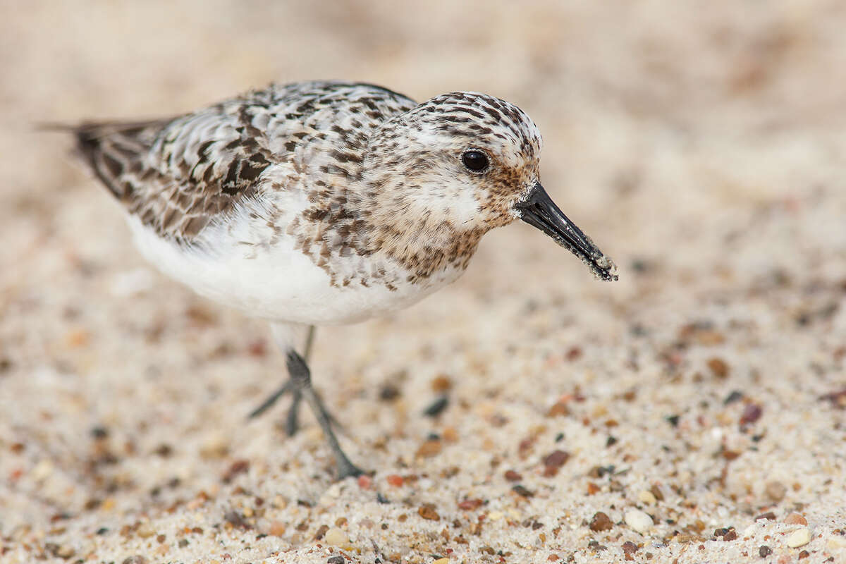 Sanderlings are one of the easiest shorebirds to identify by their all white undersides and pale grayish backs. The rusty head will fade to drab white by winter. Photo Credit: Kathy Adams Clark. Restricted use.
