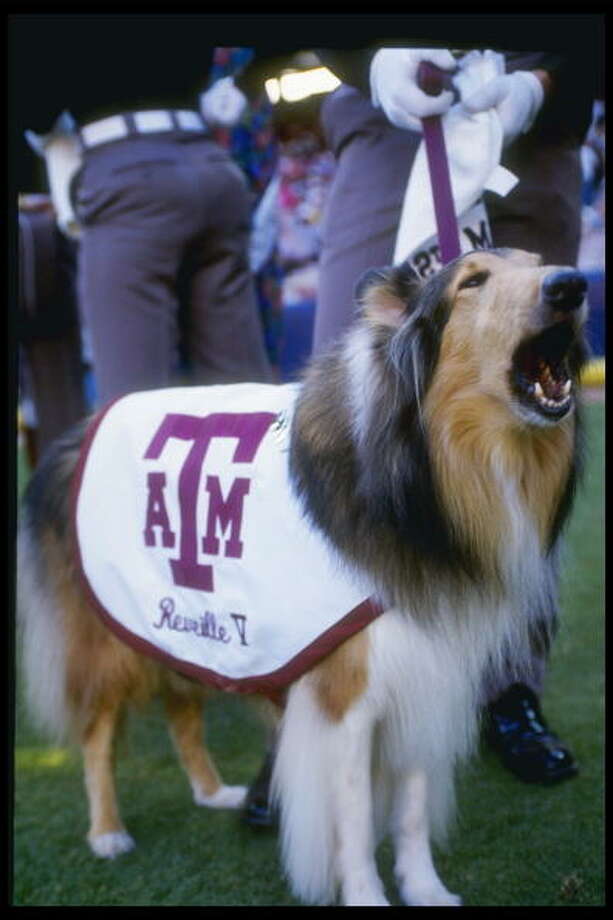 A&M mascot Reveille VIII pops up in class, helps with quiz - Houston ...