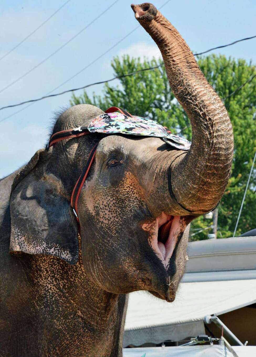 A showcase of fun, animals, music