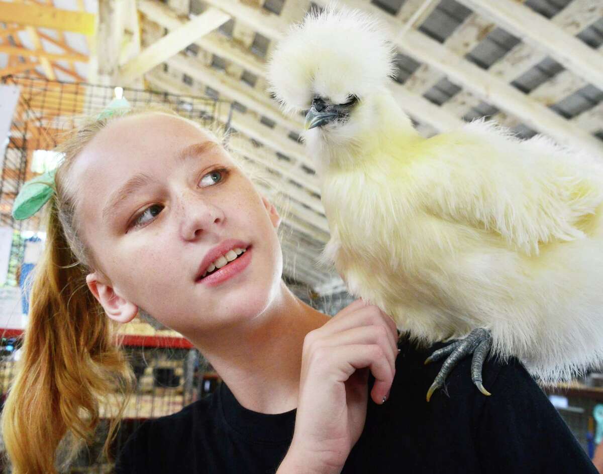 Christine Gladding, 13, of West Sand Lake with her trained bearded silkie chicken Princess at the Schaghticoke Fair Friday Aug. 30, 2013, in Schaghticoke, NY. (John Carl D'Annibale / Times Union)