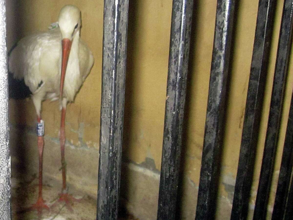 A migrating stork is held in a police station after an Egyptian citizen suspected it of being a spy.