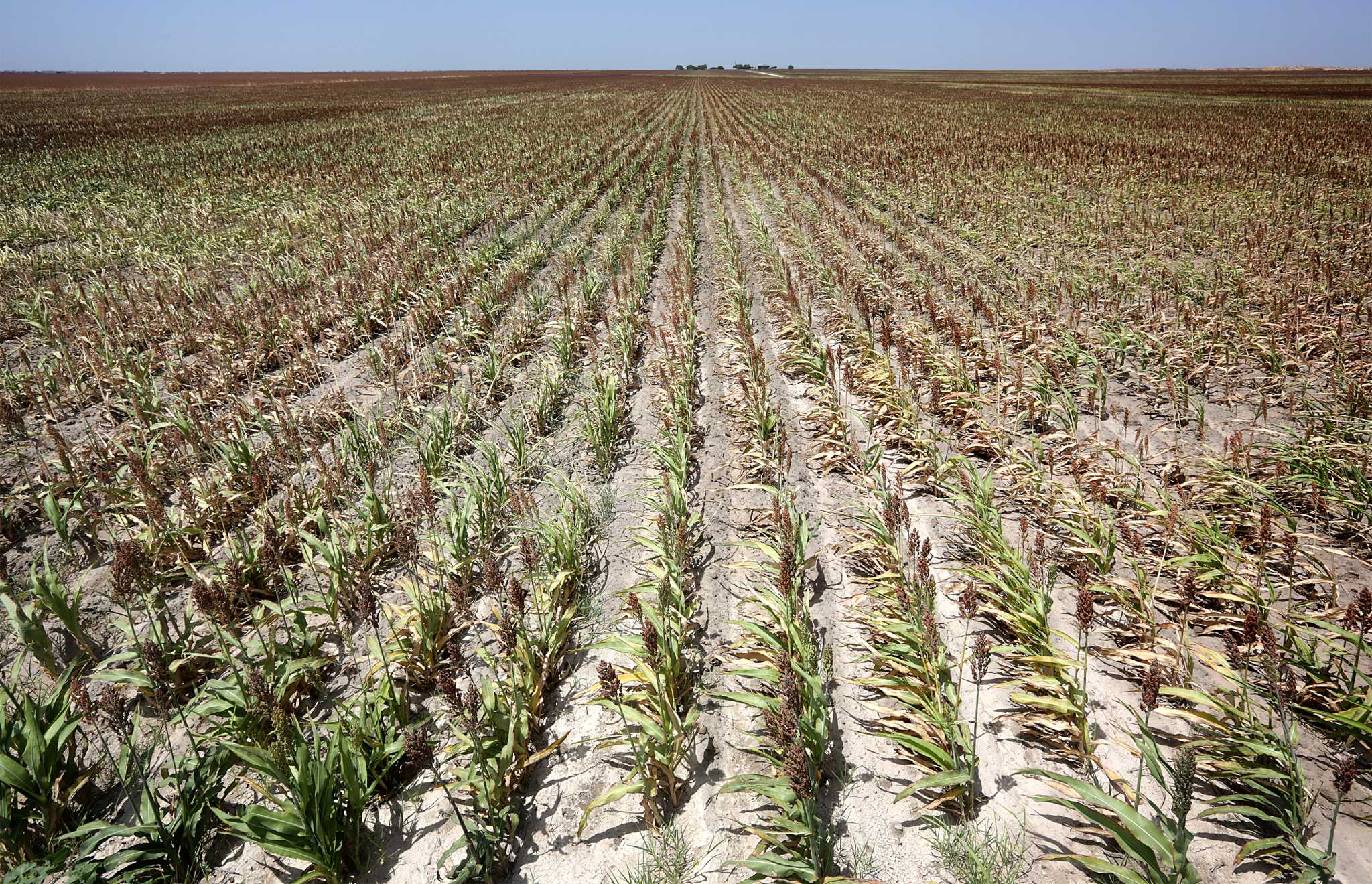 Drought conditions are affecting farmers in the Rio Grande Valley. 