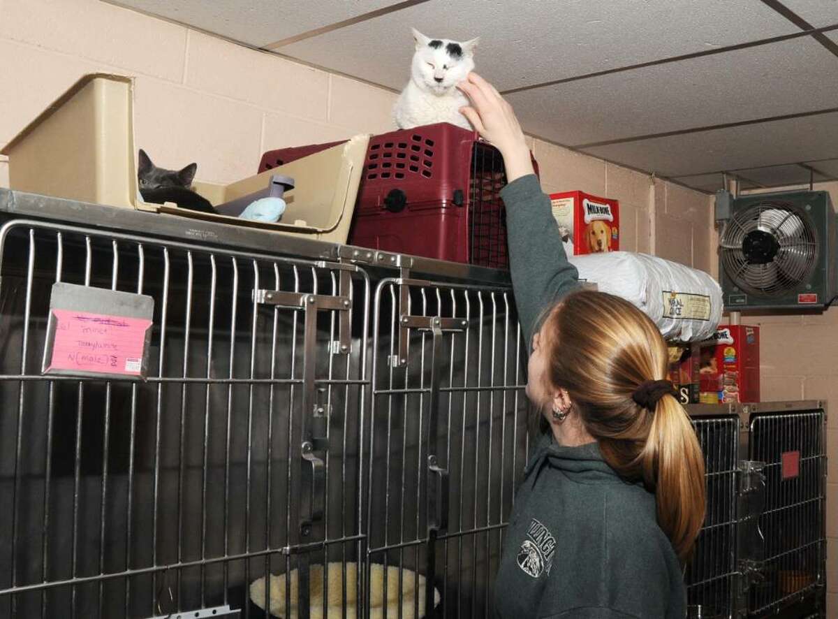 Danbury area animal shelters low on money, space, supplies