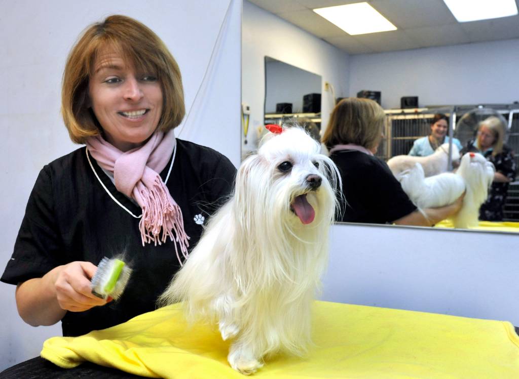At Danbury groomer, dogs are the stars StamfordAdvocate