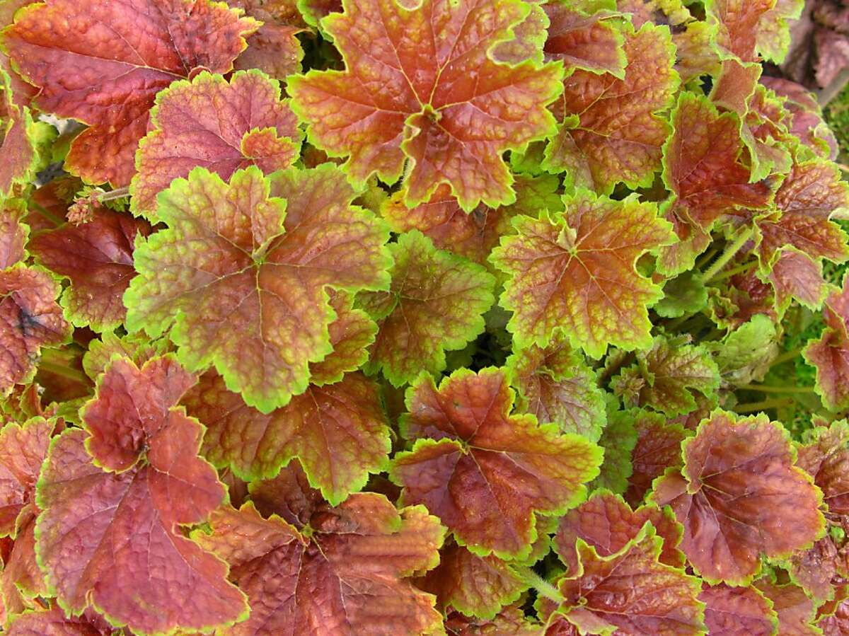 For colorful foliage in part shade, in cooler maritime microclimates, Heuchera is a winner. This one is Heuchera villosa 'Miracle'.