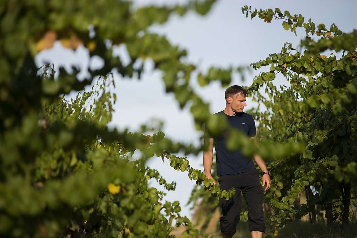 Marcus Niggli, winemaker for Borra Vineyards, inspects and tastes grapes as he walks through a vineyard in Lodi.