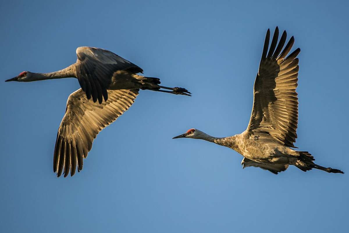 Sandhill Crane Festival in Lodi a bigbird spectacle