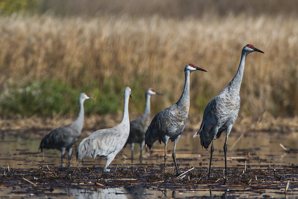 Sandhill Crane Festival in Lodi a bigbird spectacle SFGate