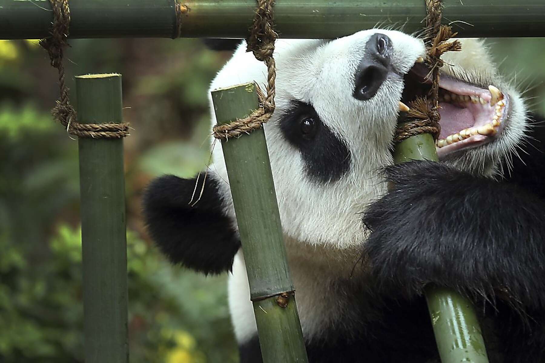 Панды едят мясо. Цзя Цзя Панда. Панда жует бамбук. Панда на бамбуке. Бамбук и Панда в природе.