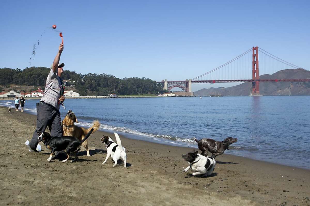 Dog walker Seth Green throws a ball for his dogs at Crissy Field beach in San Francisco, Calif. on Friday, Sept 6, 2013. The Golden Gate National Recreation Area is expected to release a supplemental report on dog walking that may be more lenient.