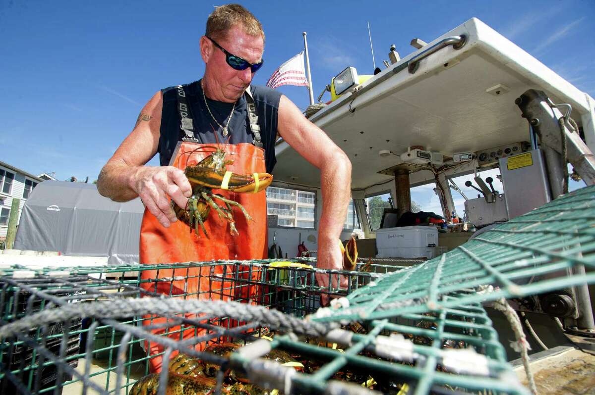 Mike Kalaman of Norm Bloom and Sons puts freshly caught lobsters into a cage and lowers it off the side of the dock into the water on Friday, September 6, 2013, where the lobsters will stay until they are sold.