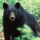 Black bears come home to East Texas - Beaumont Enterprise