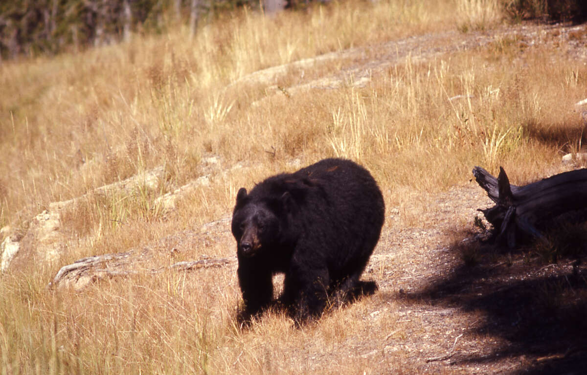 Black bears come home to East Texas