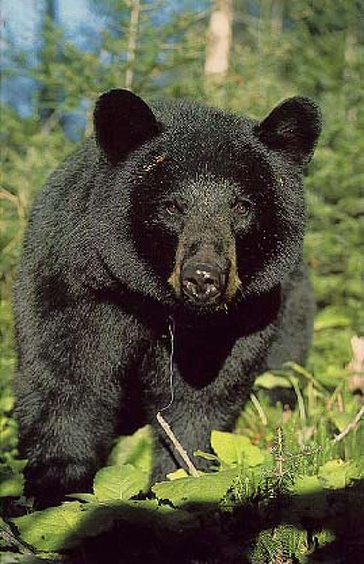 Black bears come home to East Texas